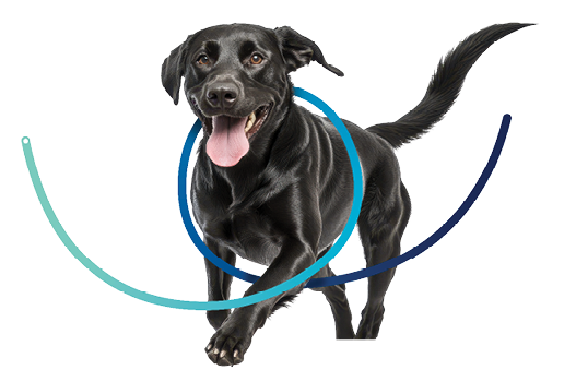 Isolated Happy Black Labrador Running